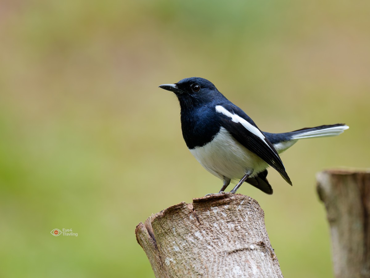 Oriental Magpie-Robin - ML646893749