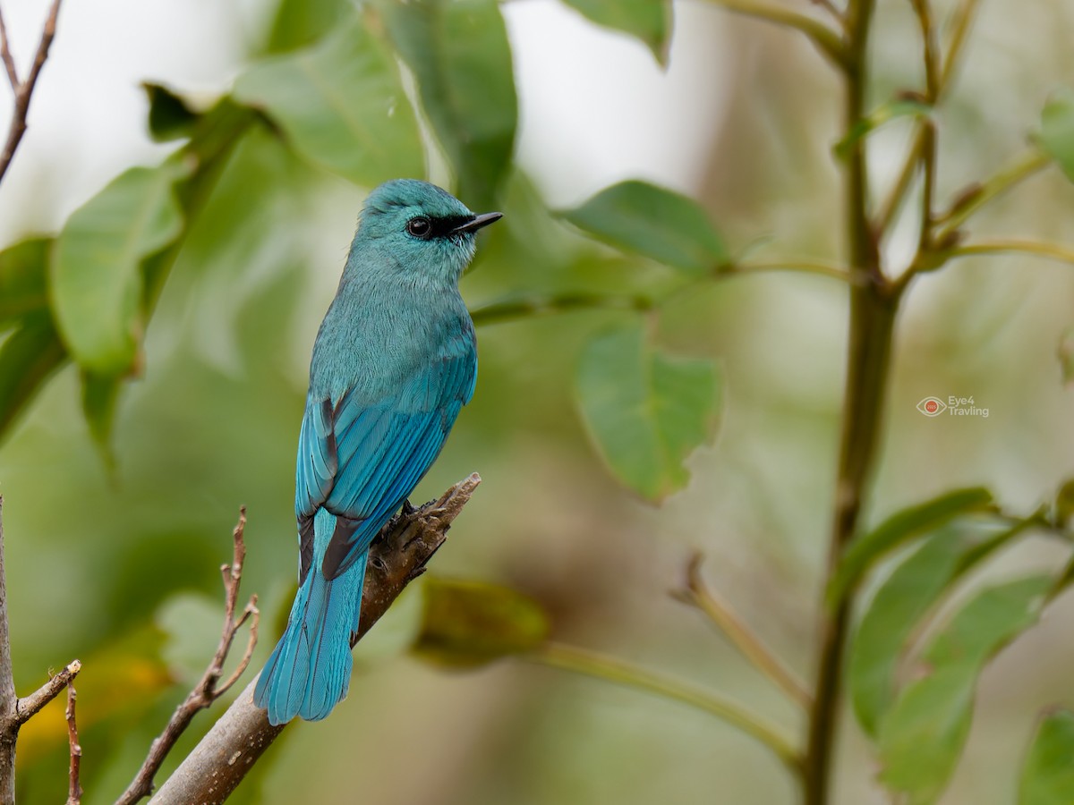Verditer Flycatcher - ML646893752