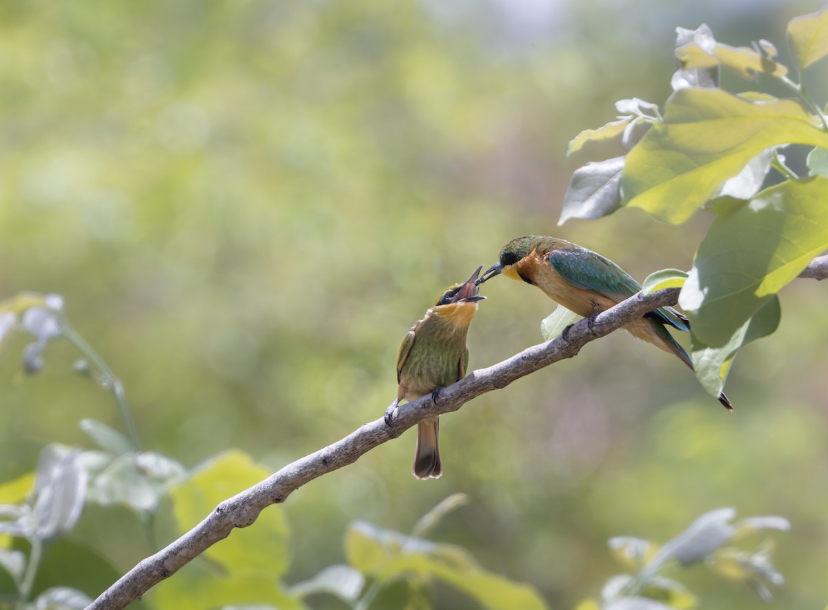 Little Bee-eater - ML646893756