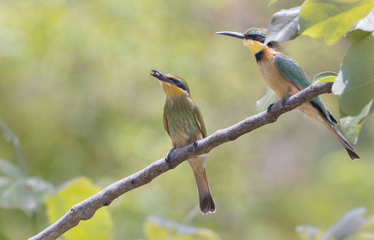 Little Bee-eater - ML646893762