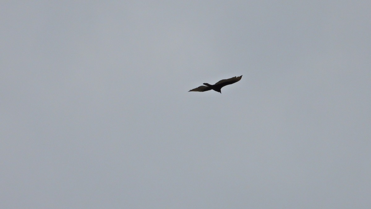 Turkey Vulture - ML646893763