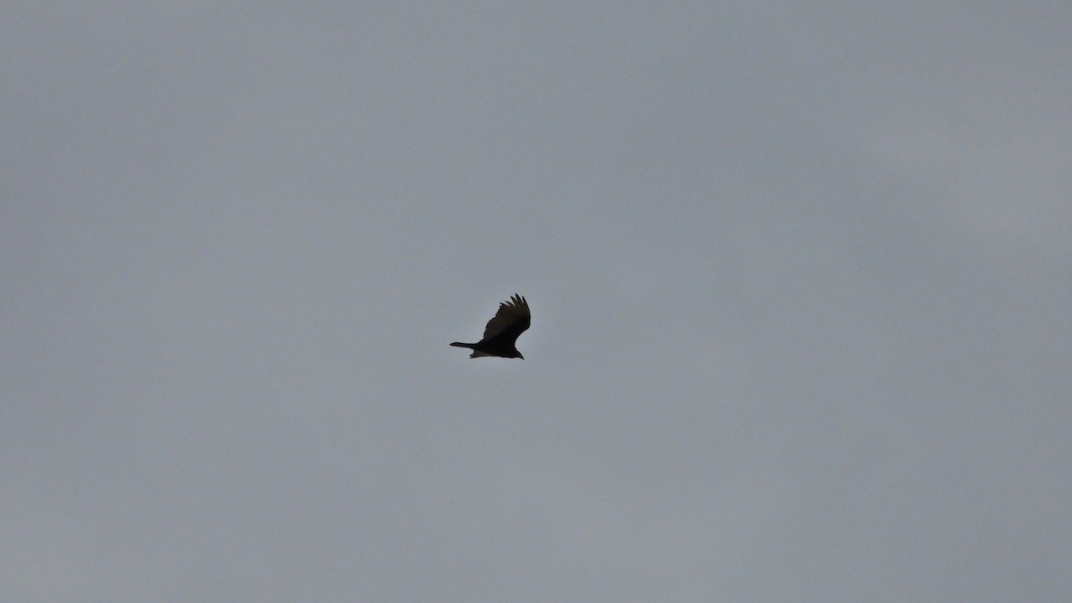 Turkey Vulture - ML646893764