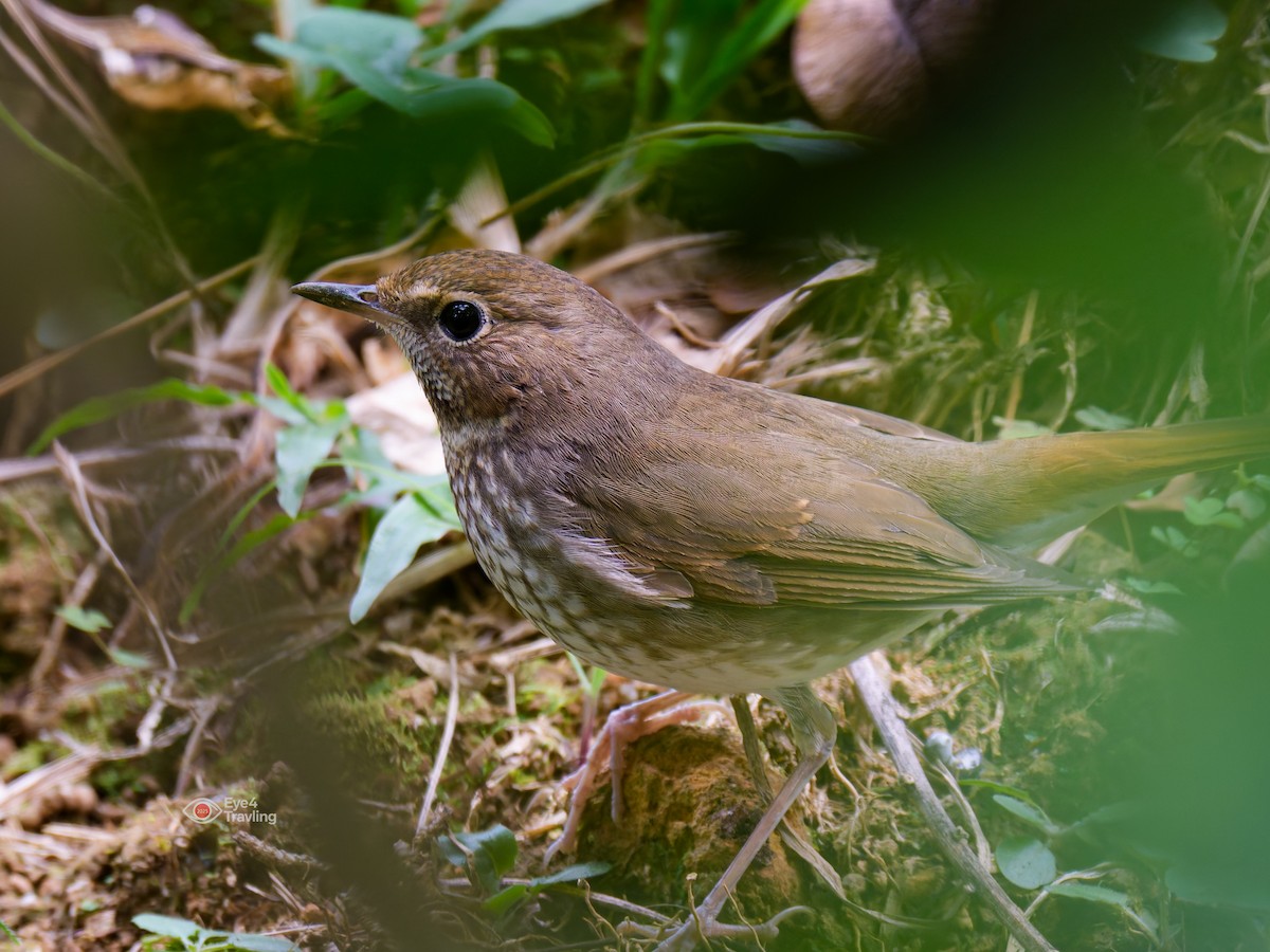 Rufous-tailed Robin - ML646893765