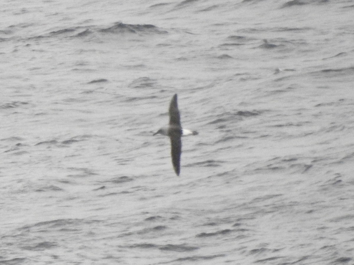 Boz Başlı Albatros - ML646893767