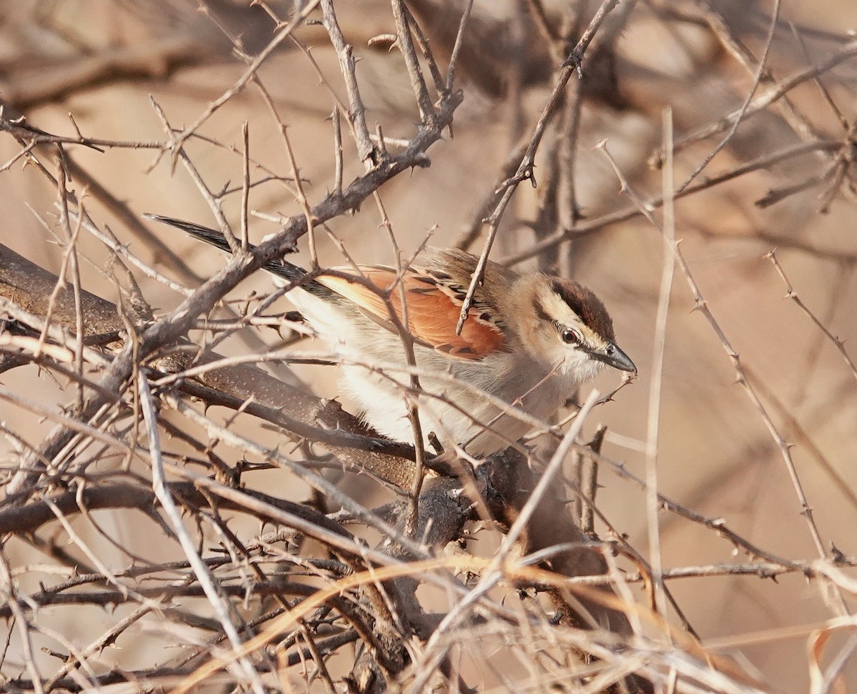 Brown-crowned Tchagra - ML646893768