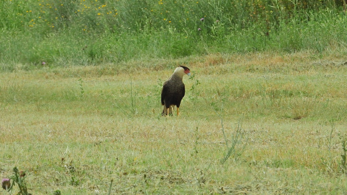 gribbkarakara - ML646893769