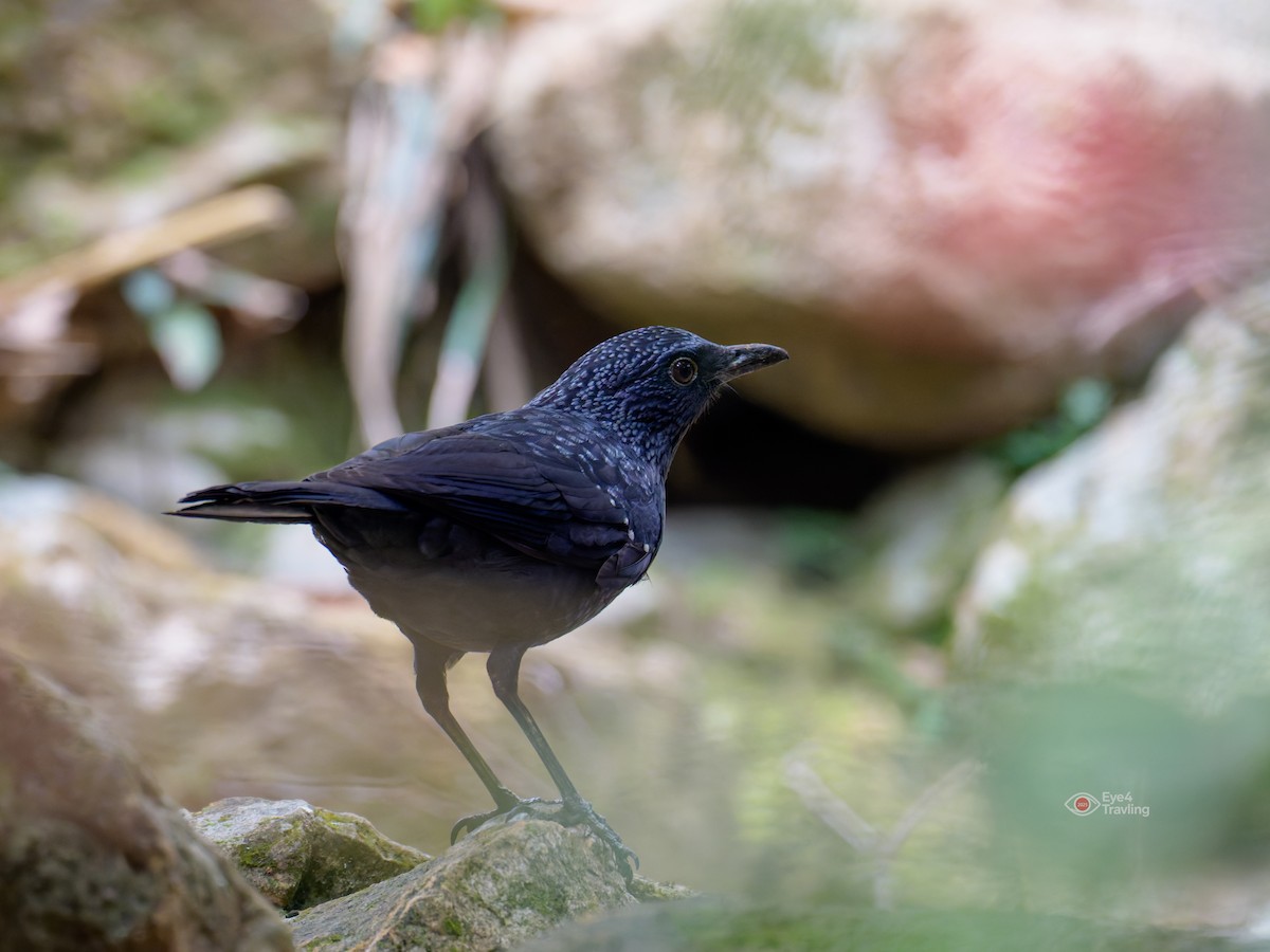 Blue Whistling-Thrush - ML646893770