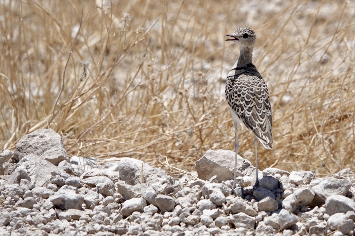 Бігунець смугастоволий - ML646893773
