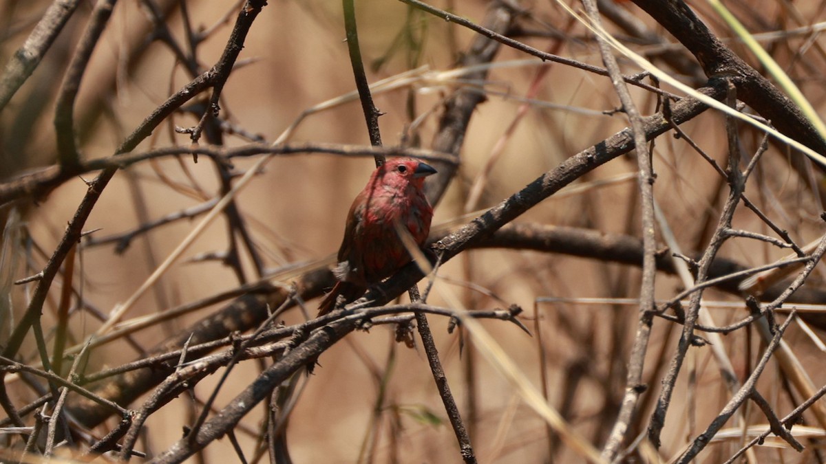 Jameson's Firefinch - ML646893774