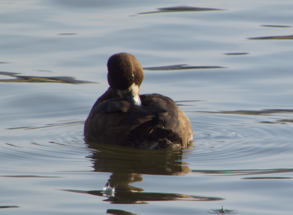 Lesser Scaup - ML646893775
