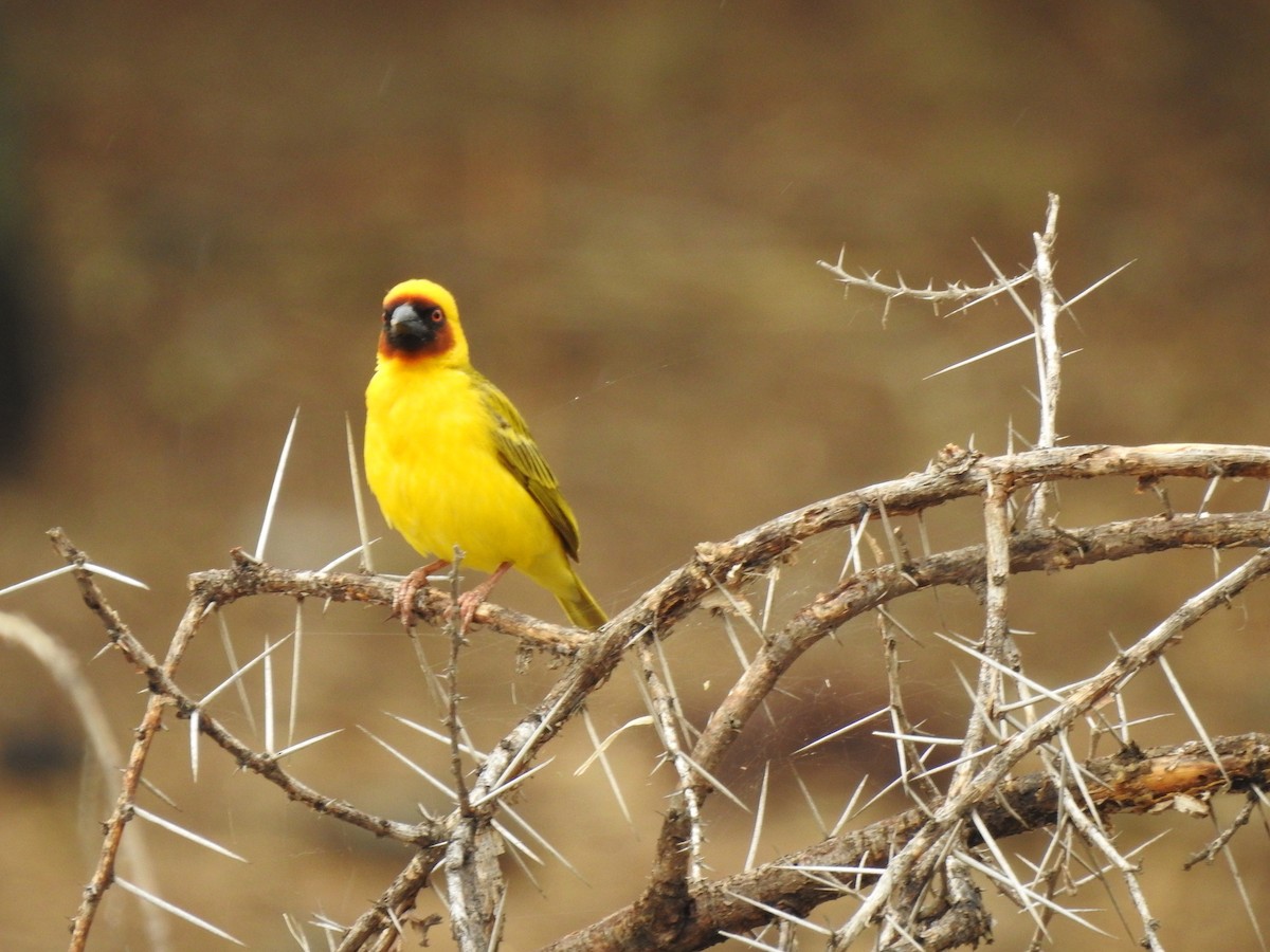 Rüppell's Weaver - ML646893778