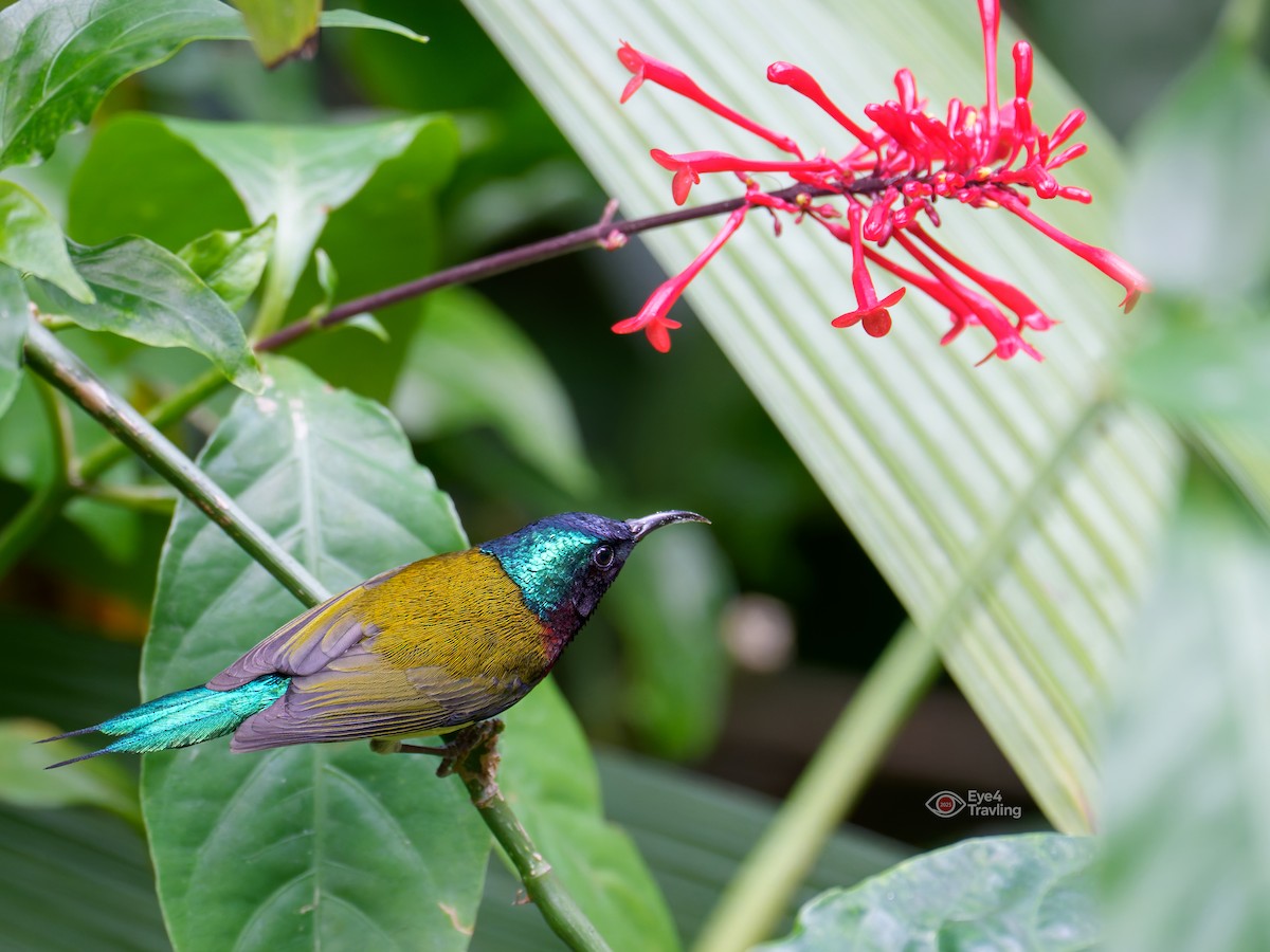 Fork-tailed Sunbird - ML646893779