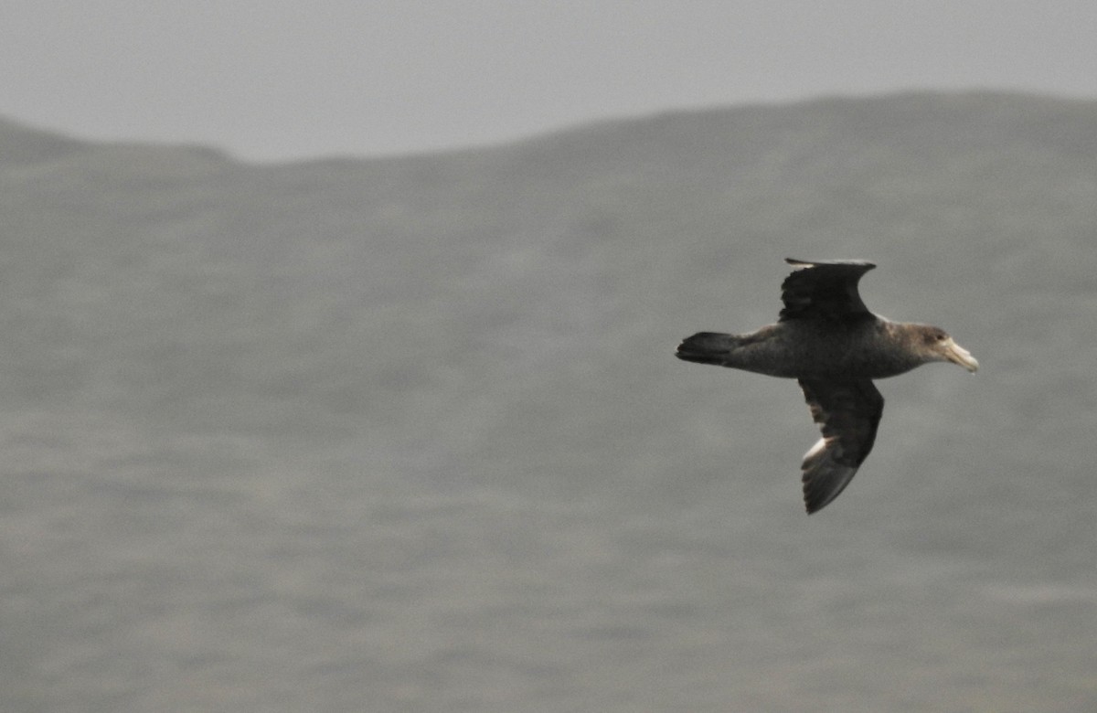 sørkjempepetrell - ML646893780