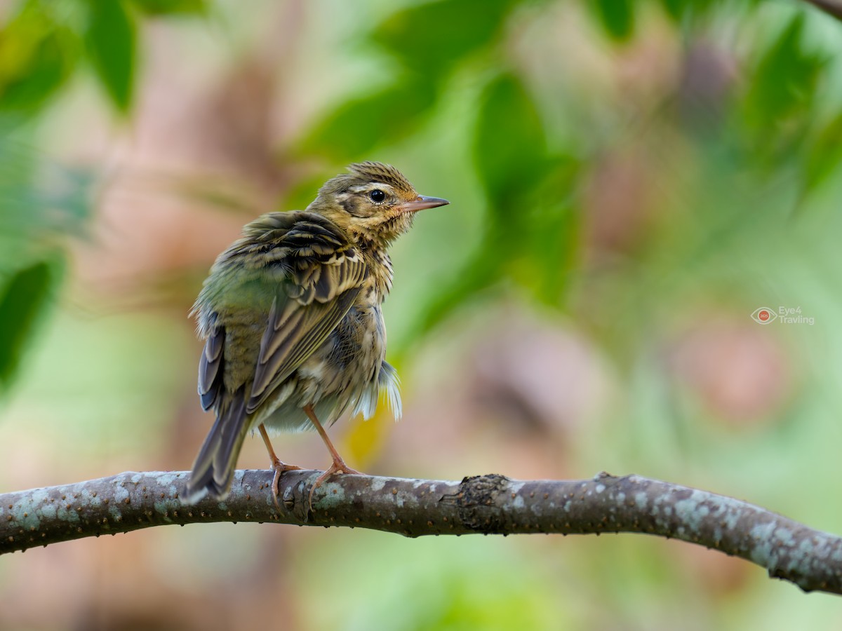 Olive-backed Pipit - ML646893784