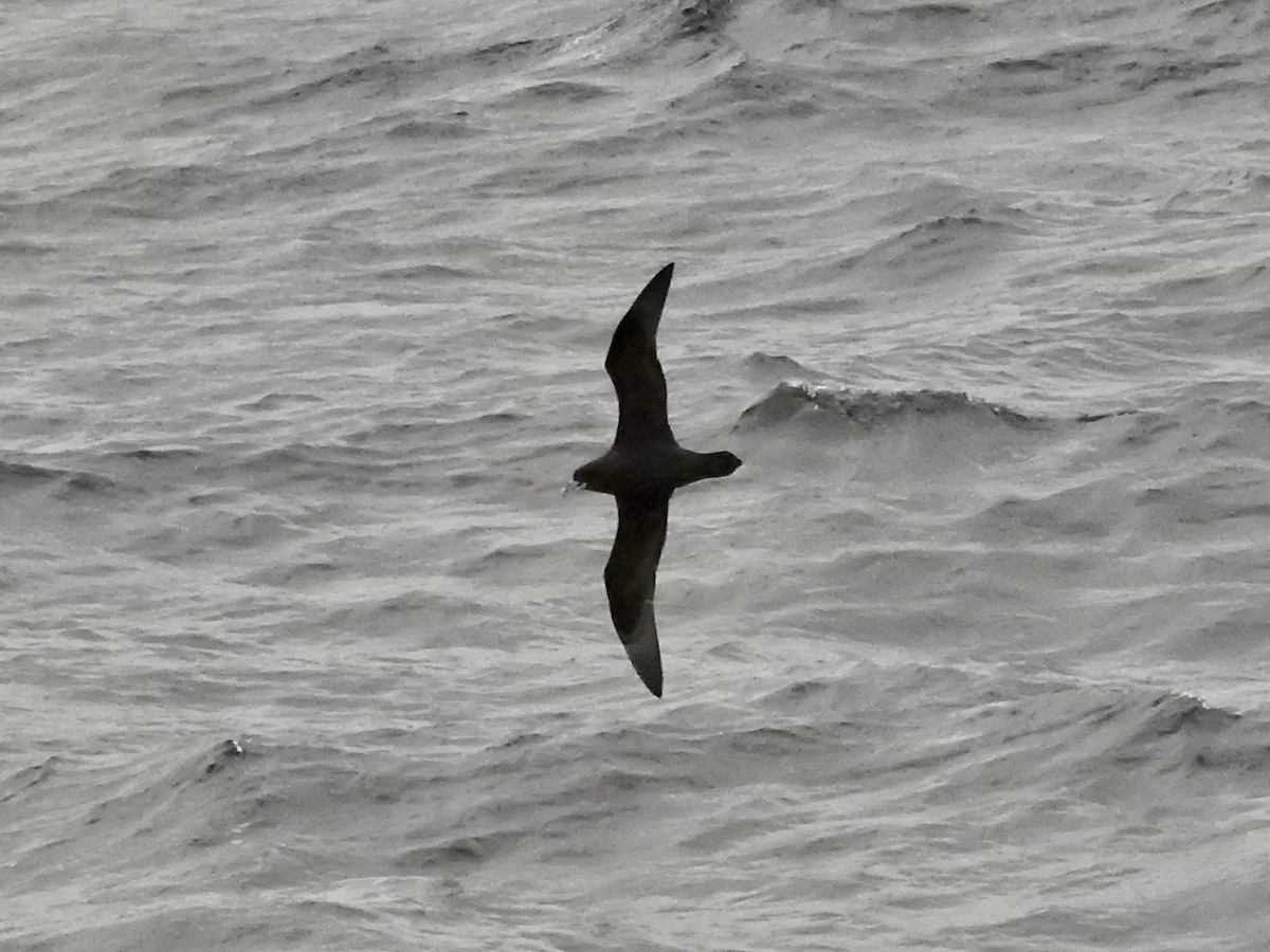 Pardela Gorjiblanca - ML646893785