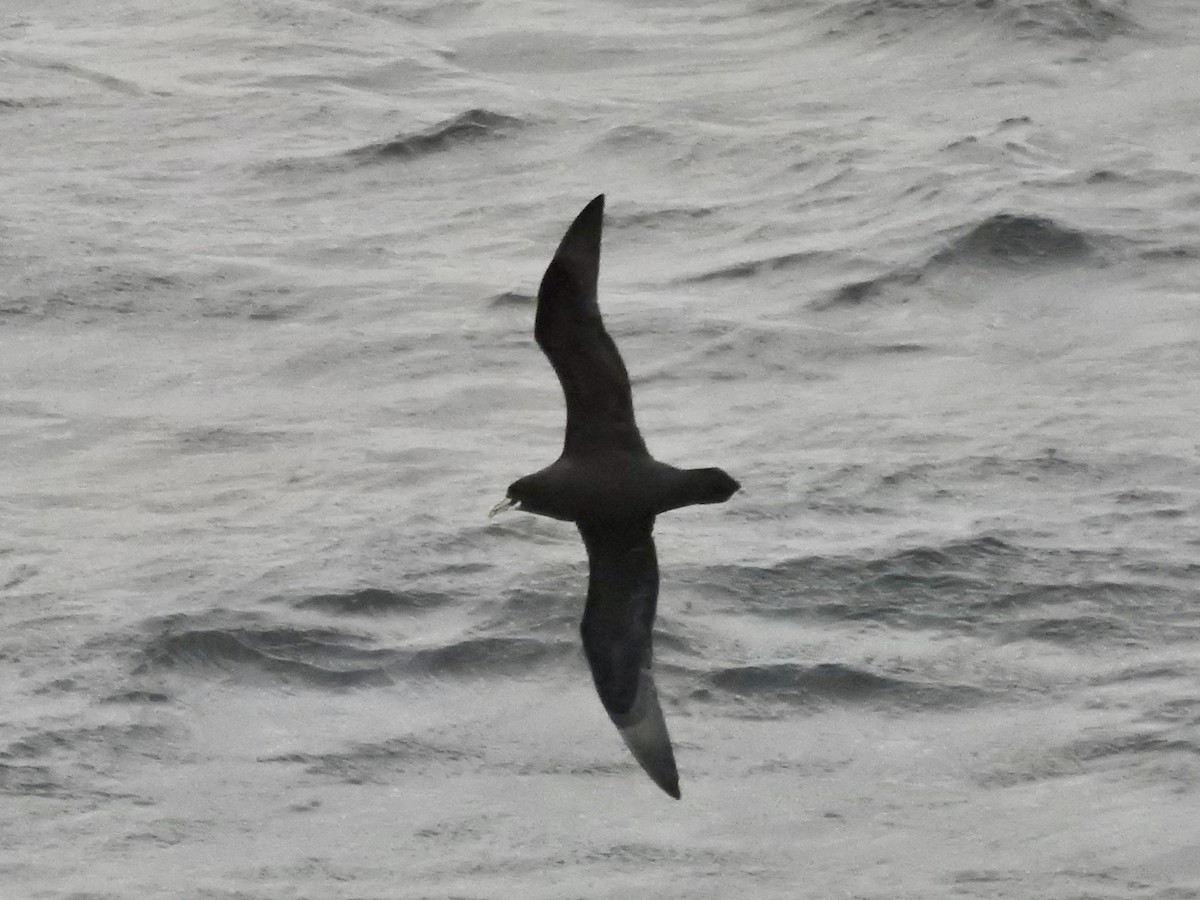 Pardela Gorjiblanca - ML646893786