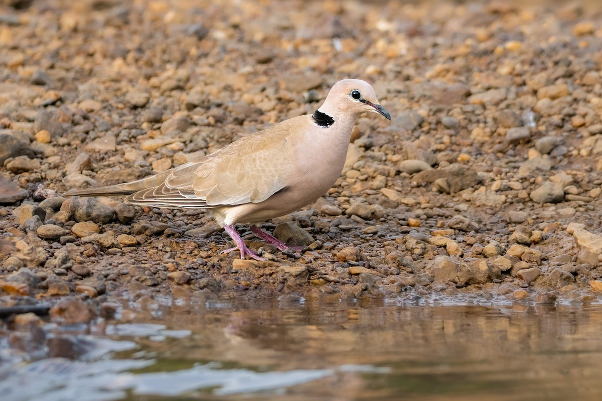 Горлиця рожева - ML646893787