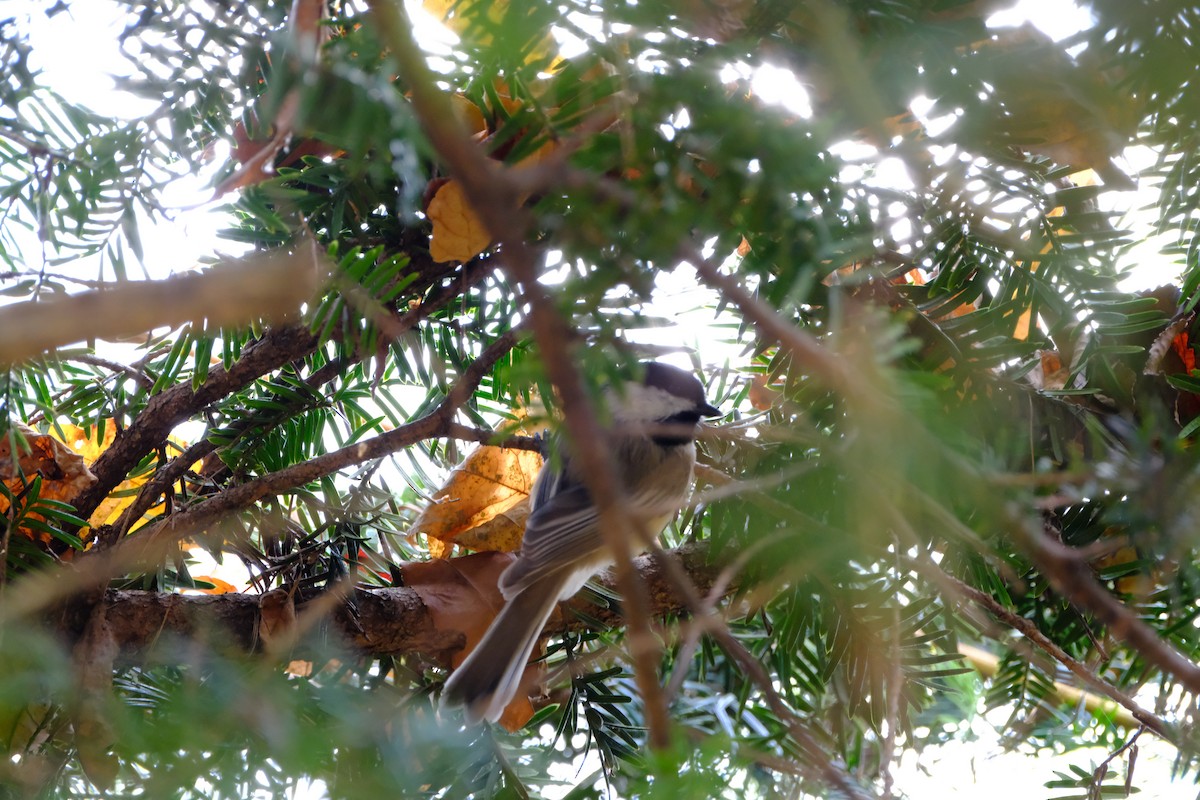 Black-capped Chickadee - ML646893788