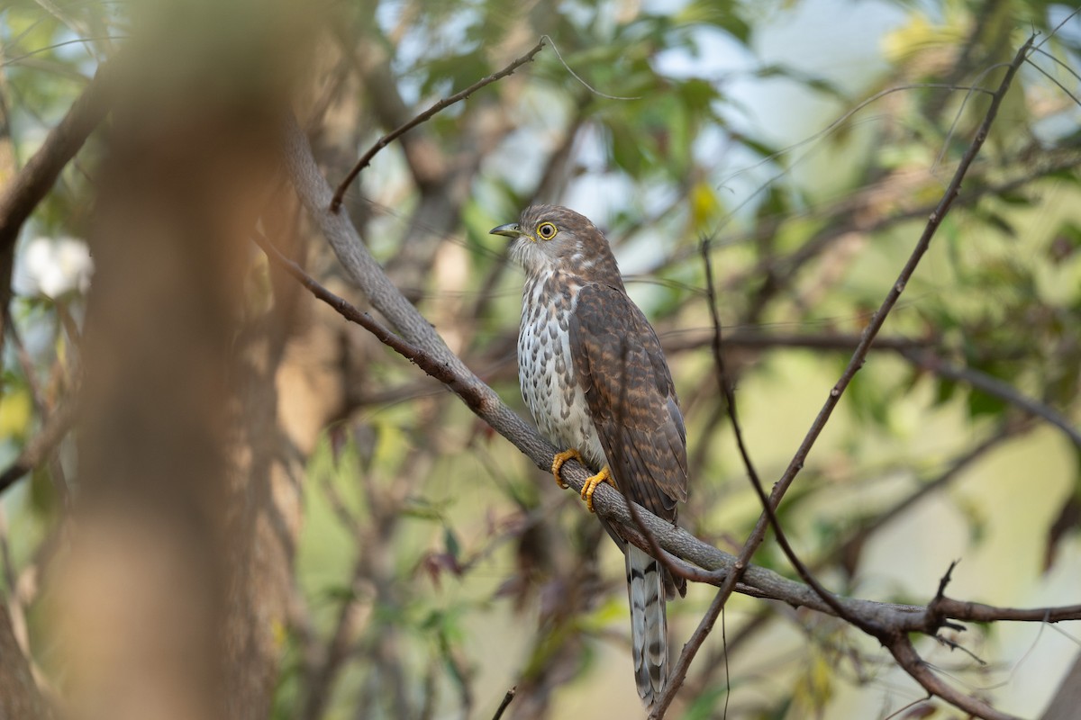 Common Hawk-Cuckoo - ML646893789