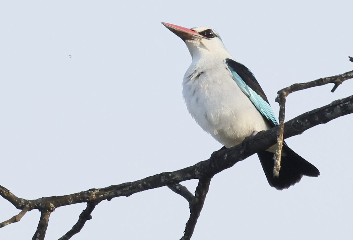 Woodland Kingfisher - ML646893790