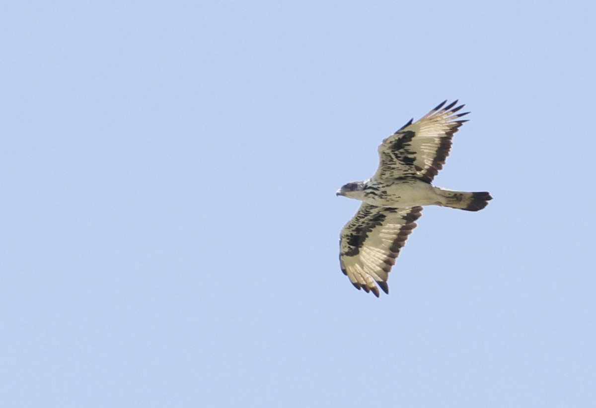 African Hawk-Eagle - ML646893793