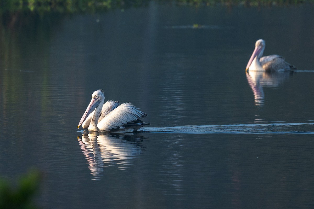 Spot-billed Pelican - ML646893795