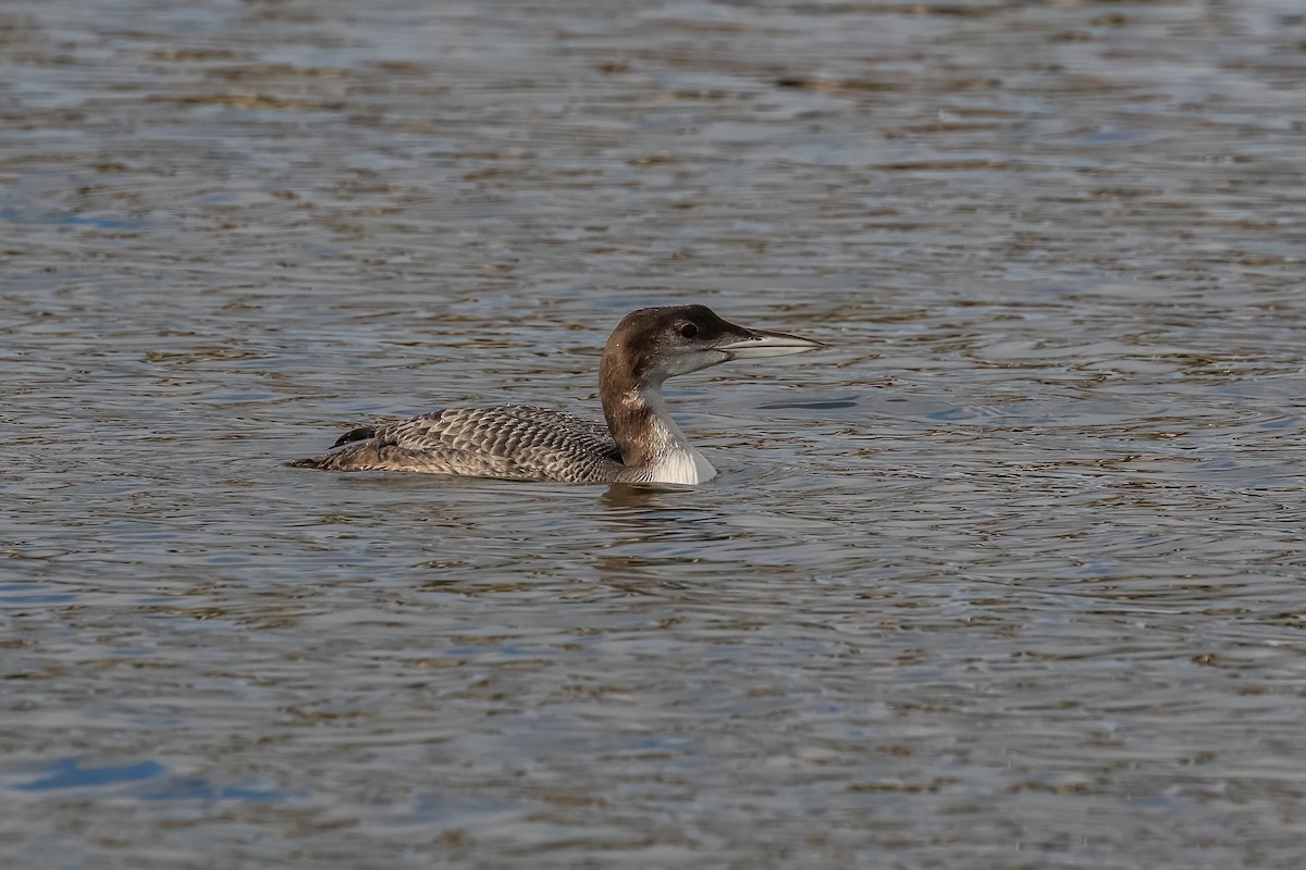 Common Loon - ML646893796