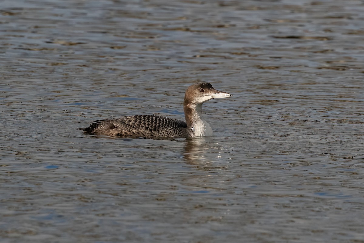 Common Loon - ML646893797