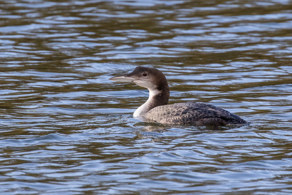 Common Loon - ML646893798
