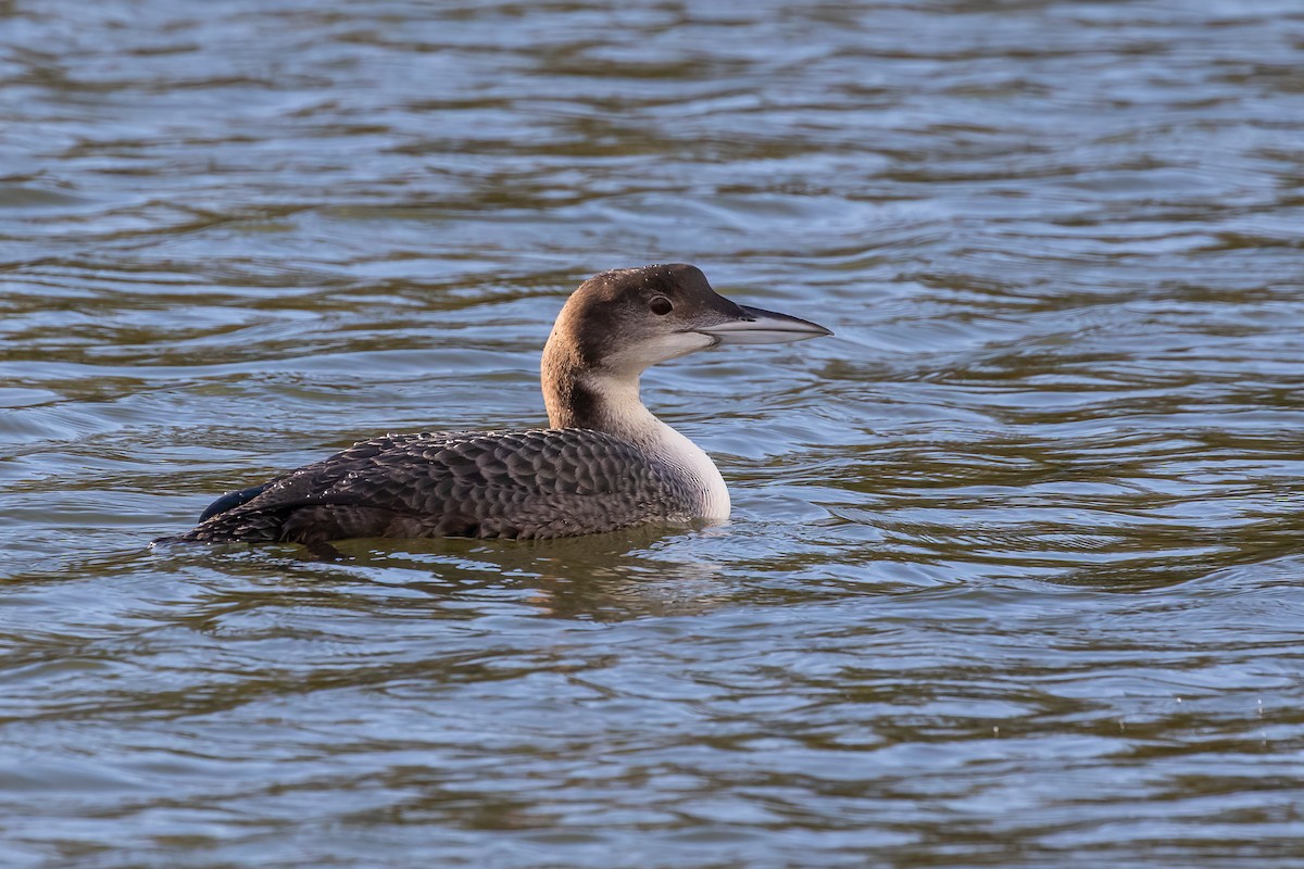 Common Loon - ML646893799