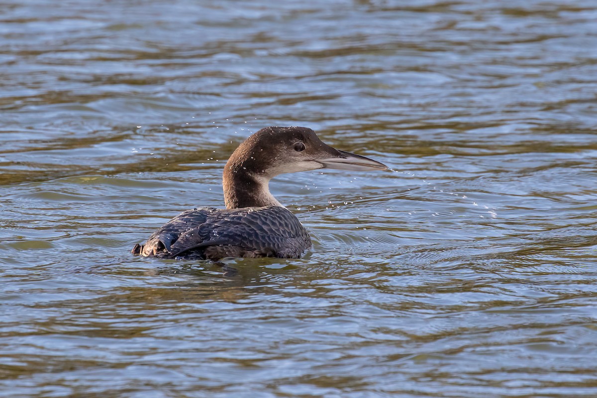 Common Loon - ML646893800
