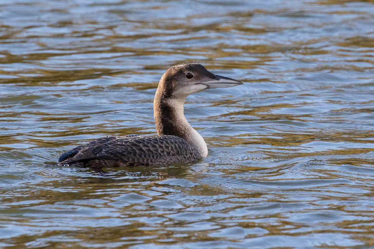 Common Loon - ML646893801