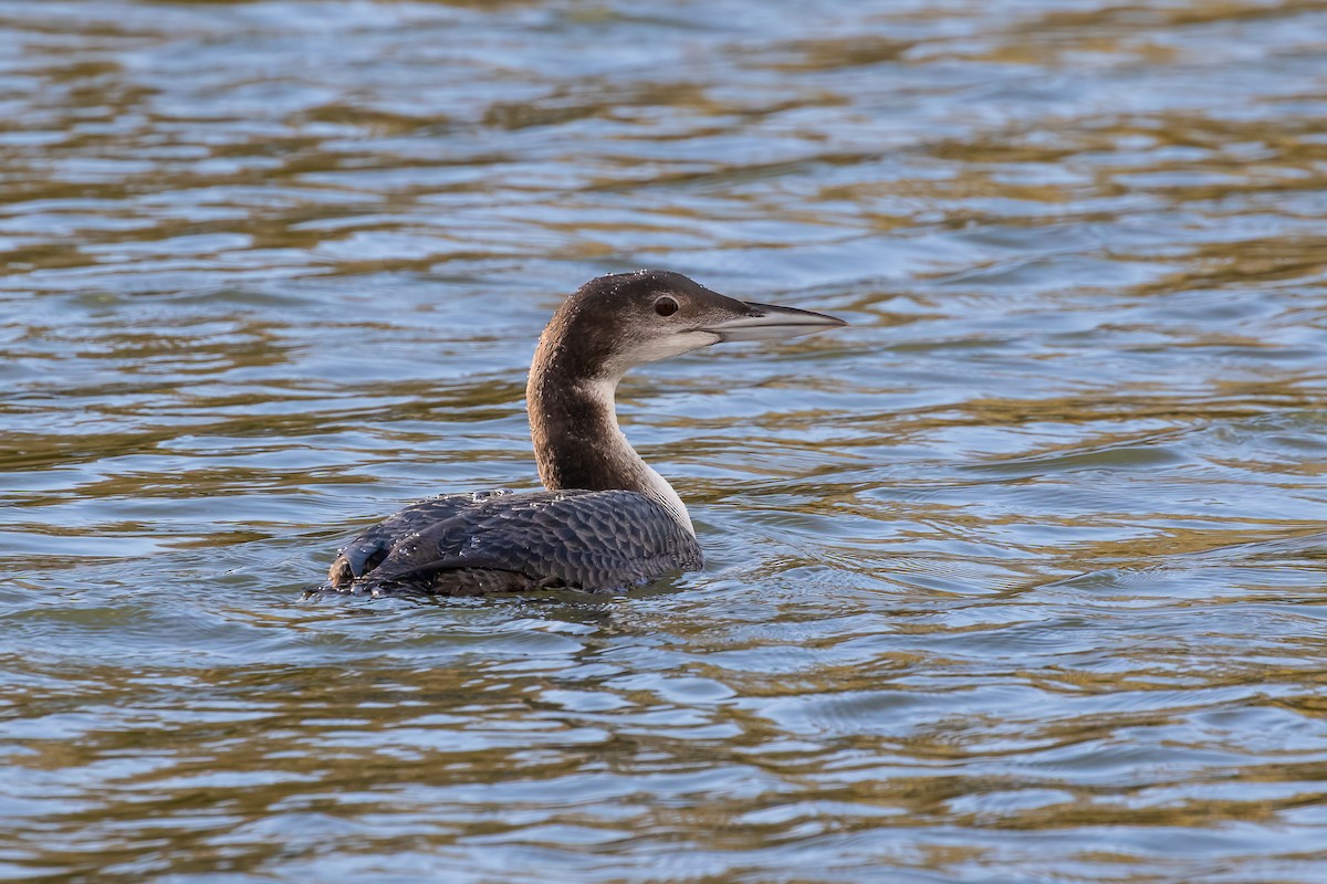 Common Loon - ML646893802
