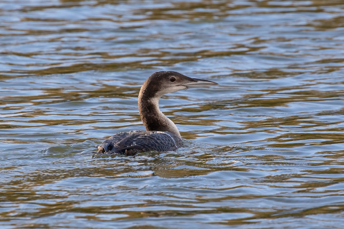 Common Loon - ML646893803