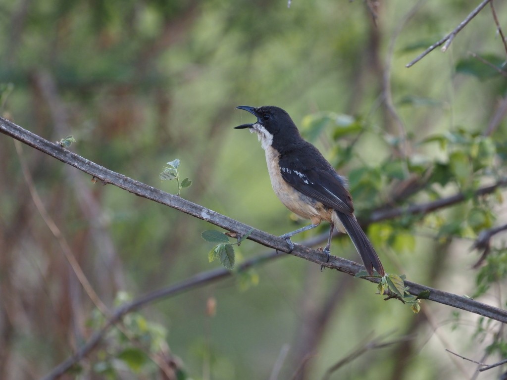 Southern Boubou - ML646893808