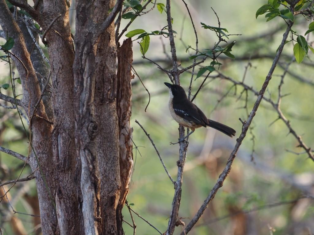 Southern Boubou - ML646893809