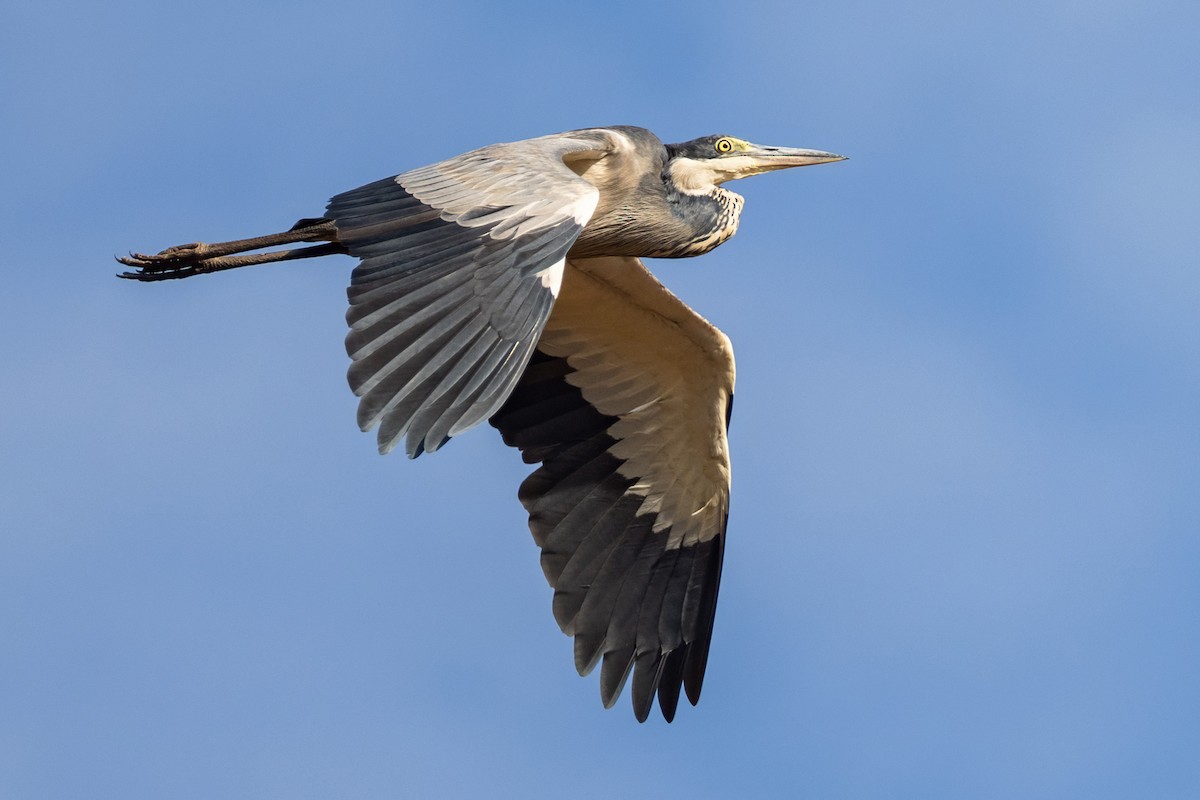 Héron mélanocéphale - ML646893810