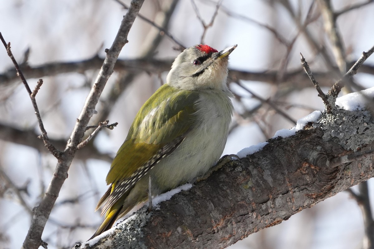 Pic cendré - ML646893811