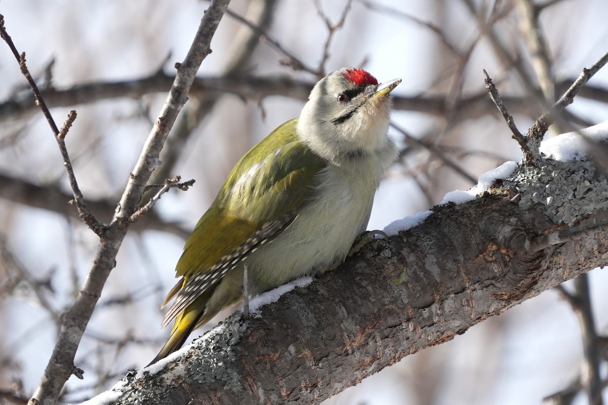 Pic cendré - ML646893812