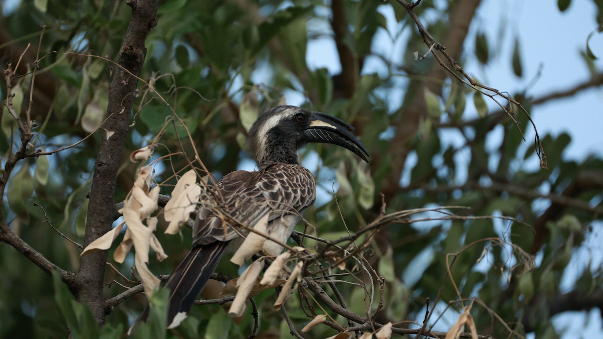 African Gray Hornbill - ML646893813