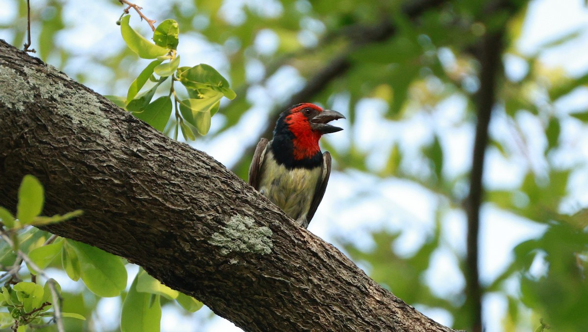Black-collared Barbet - ML646893818