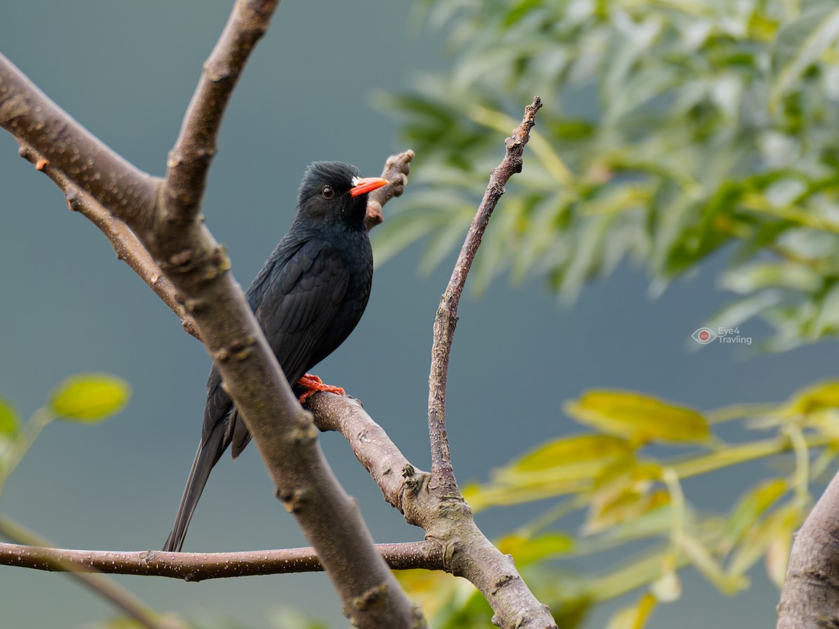 Black Bulbul - ML646893819