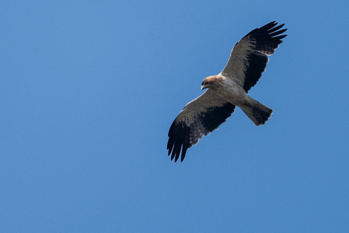 Booted Eagle - ML646893820