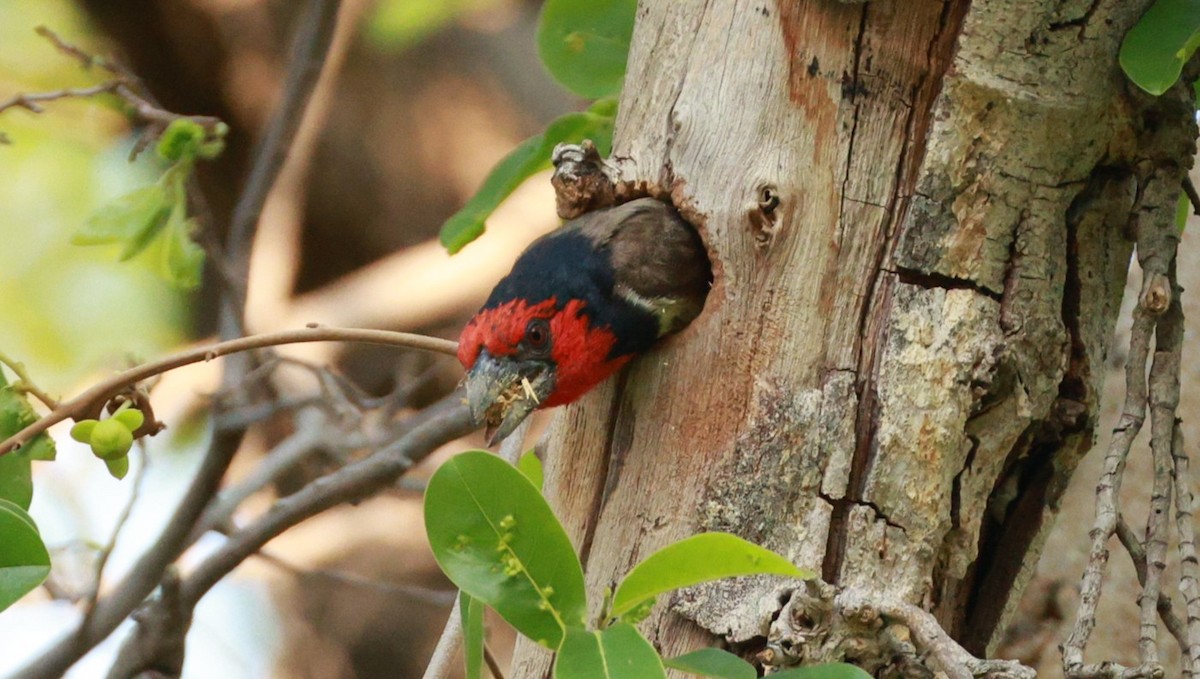 Black-collared Barbet - ML646893821
