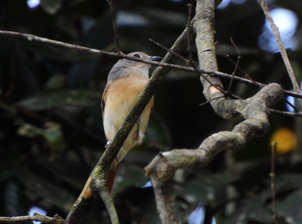 Ванга рудохвоста - ML646893822