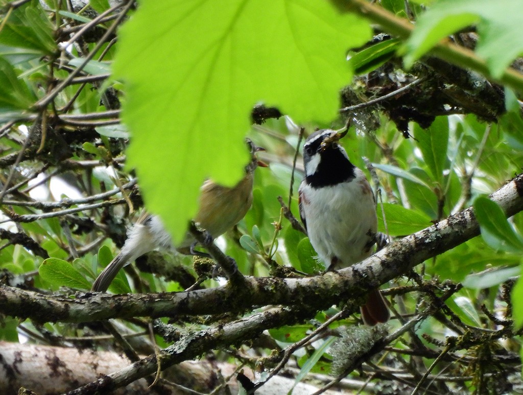 Ванга рудохвоста - ML646893823