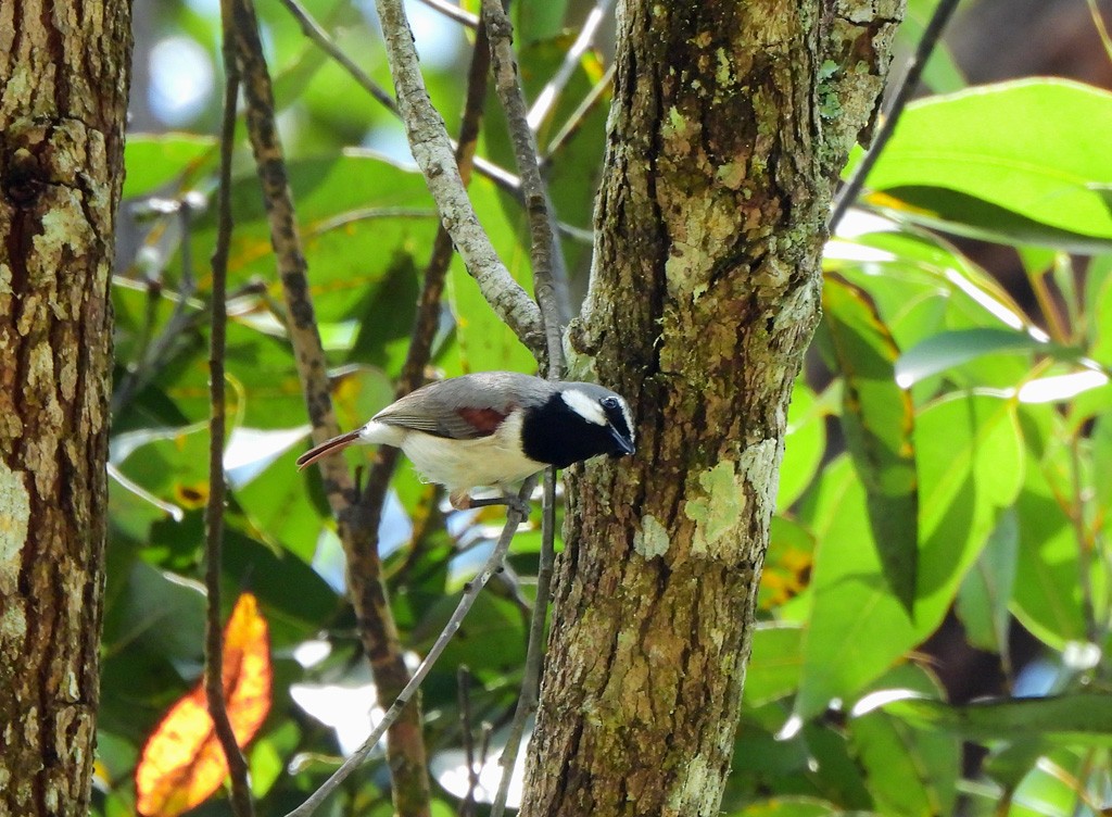 Ванга рудохвоста - ML646893824