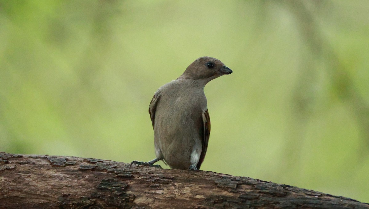 Lesser Honeyguide (Lesser) - ML646893826