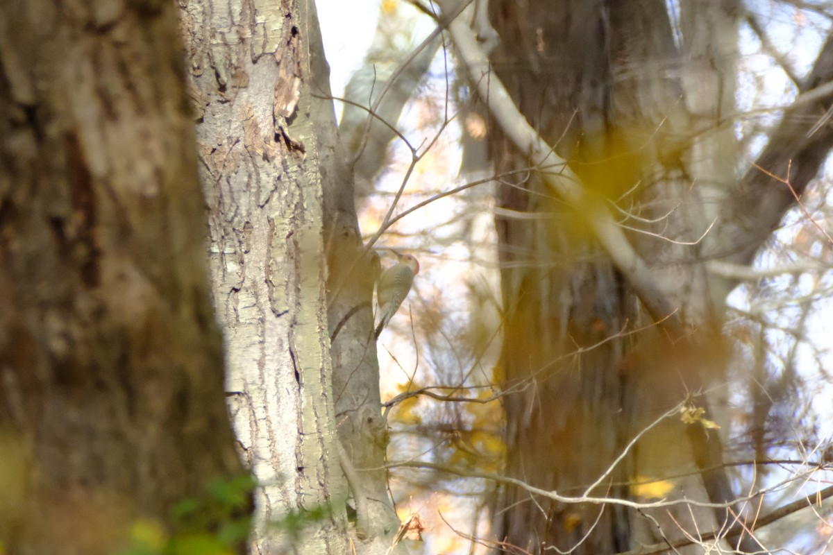 Red-bellied Woodpecker - ML646893827