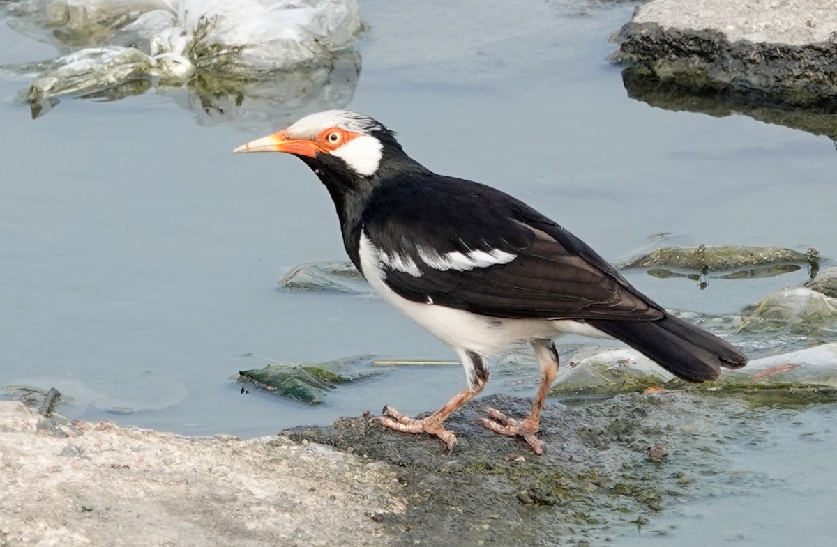 Siamese Pied Starling - ML646893829